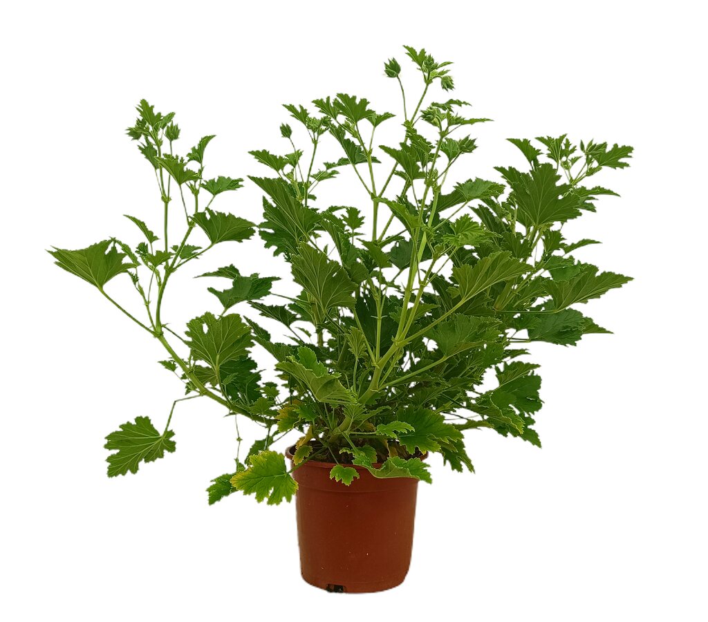 Pelargonium Citrodorum M15 (geraneo Anti-mosquitos)_1