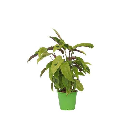 Planta De Pavo Real - Calathea 'yellow Fusion' - Altura 30-40cm - ⌀14cm_0