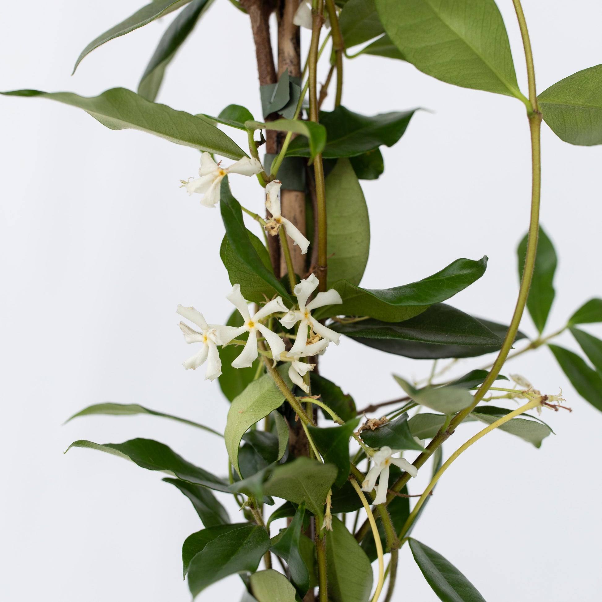 Jazmín Estrellado - Trachelospermum Jasminoides - Altura 110-120cm - ⌀17cm