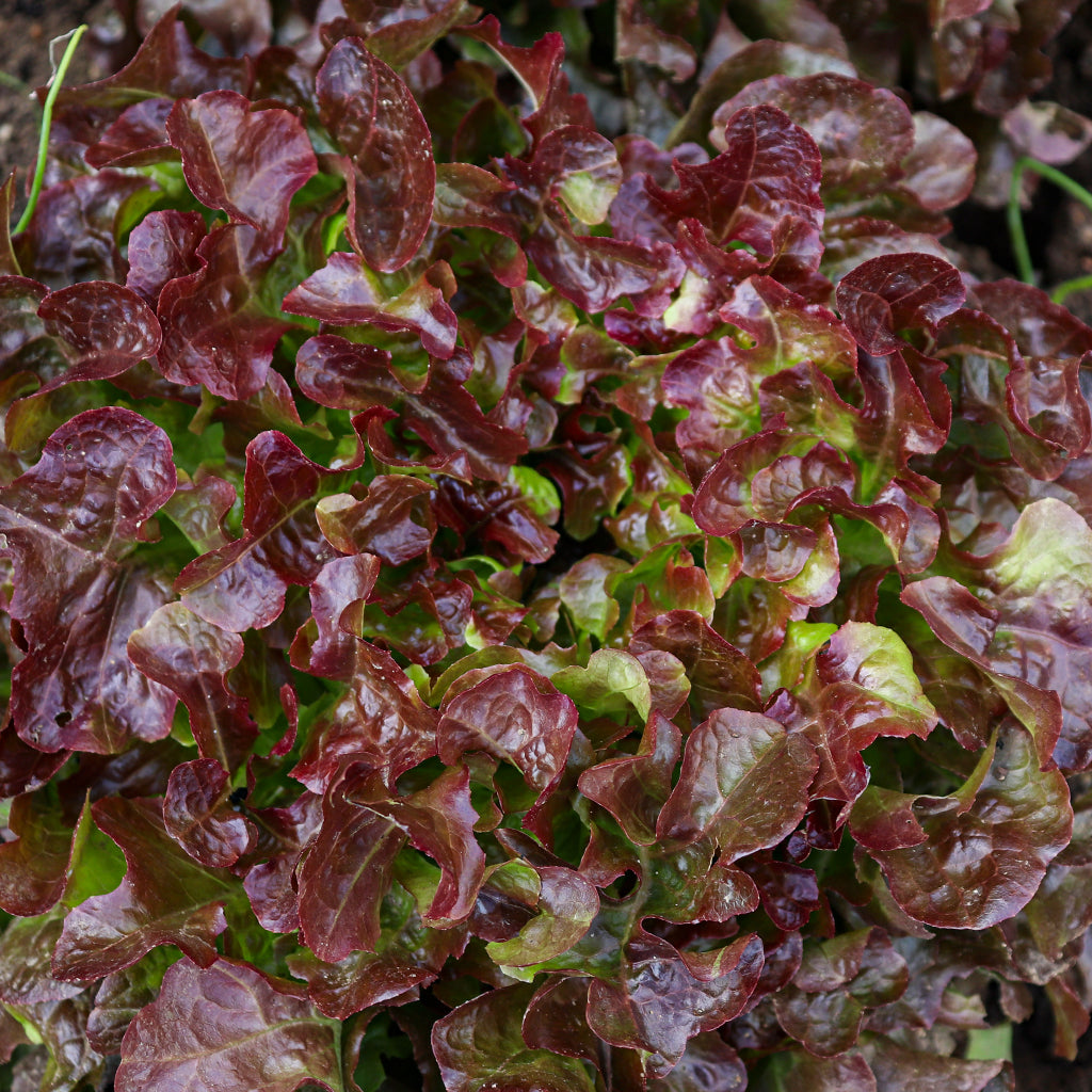 Plantón Lechuga Hoja De Roble Roja 10 Unidades - PlantaBo_1