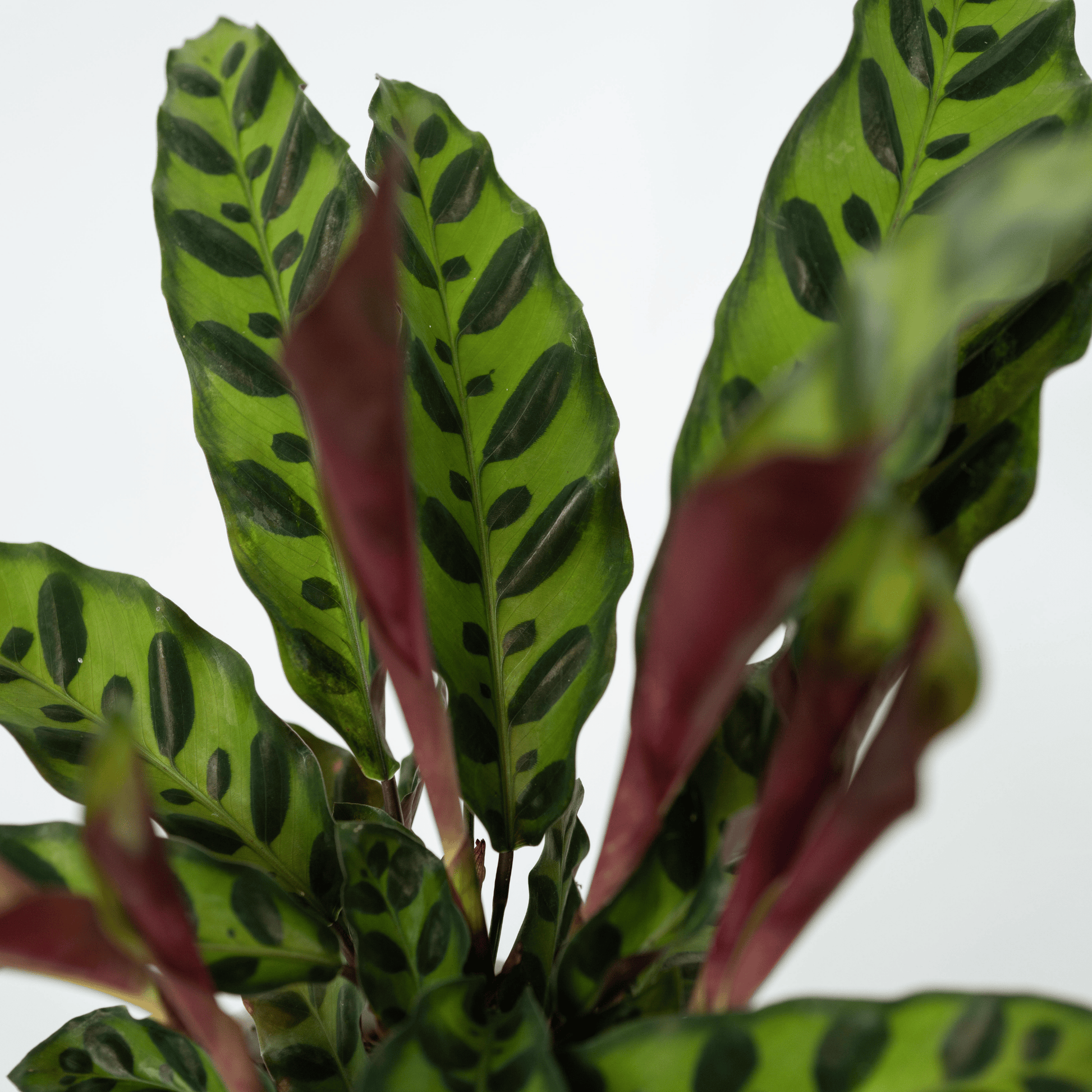 Calathea - 2 Pzs - Goeppertia Insignis - Altura 30-40cm - ⌀12cm
