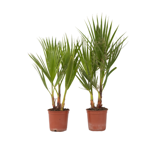 Palmera Mexicana - 2 Pzs - Washingtonia Robusta - Altura 50-60cm - ⌀15cm_0