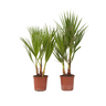 Palmera Mexicana - 2 Pzs - Washingtonia Robusta - Altura 50-60cm - ⌀15cm