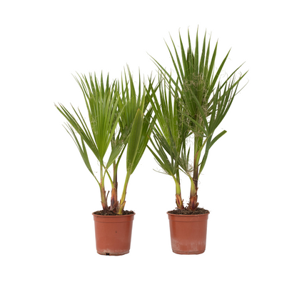 Palmera Mexicana - 2 Pzs - Washingtonia Robusta - Altura 50-60cm - ⌀15cm