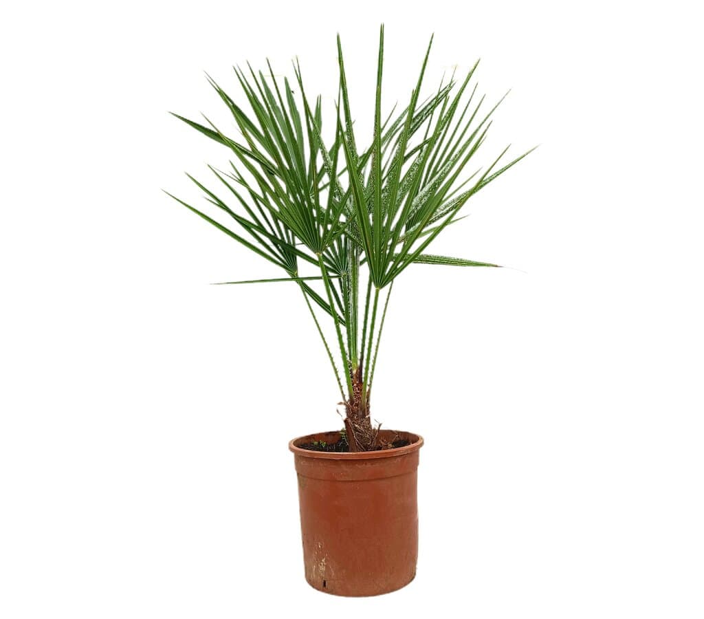Chamaerops Humilis M14 30cm_1