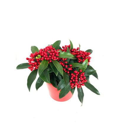 Skimmia Japonica M15 25cm_2