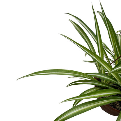 Falangio O Cinta Planta De Interior Y Exterior (rhoeo Spp.)