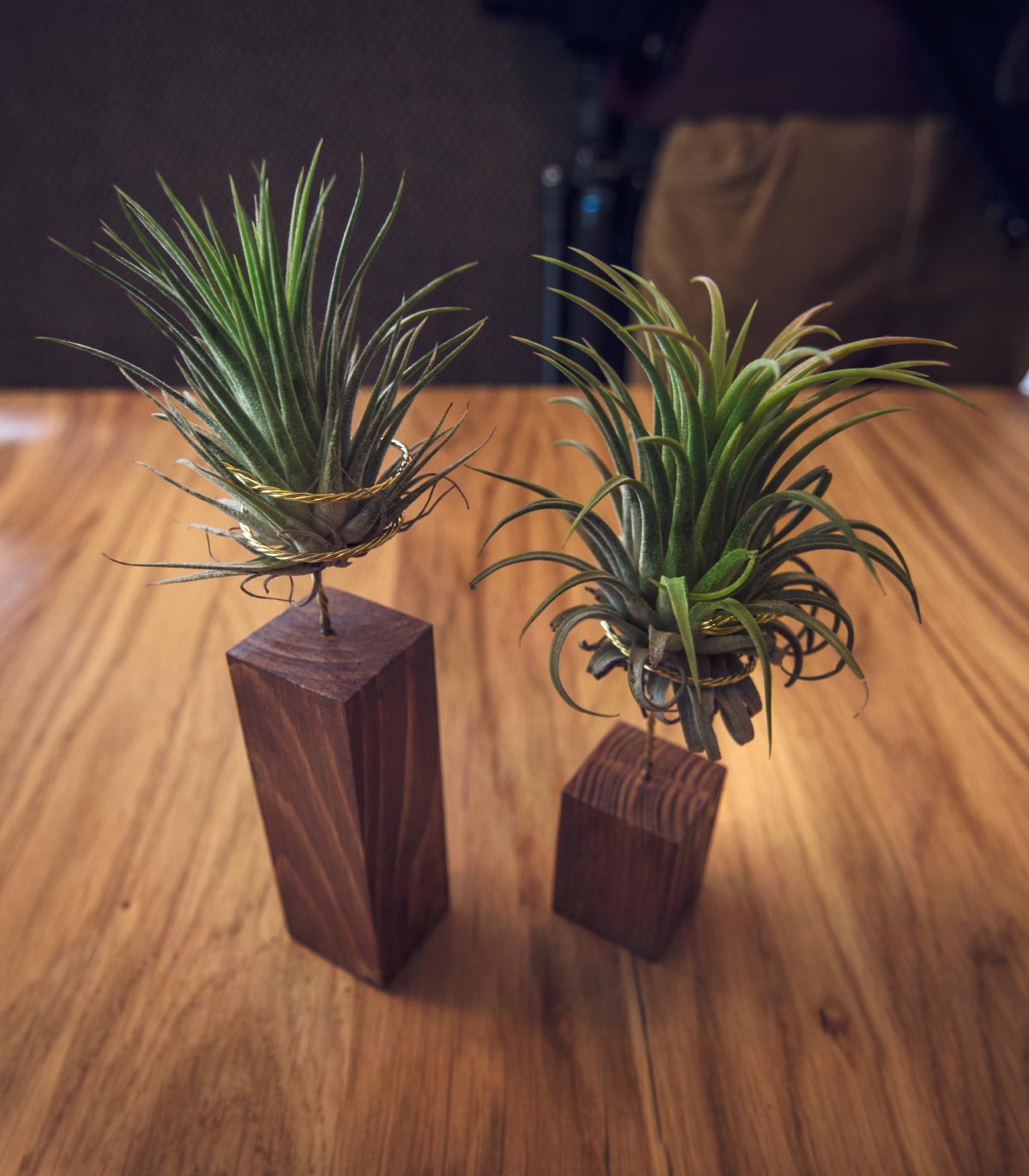 Pack: Dos Plantas De Aire Tillandsia Rubra Con Listón De Madera 5 Y 10cm_1
