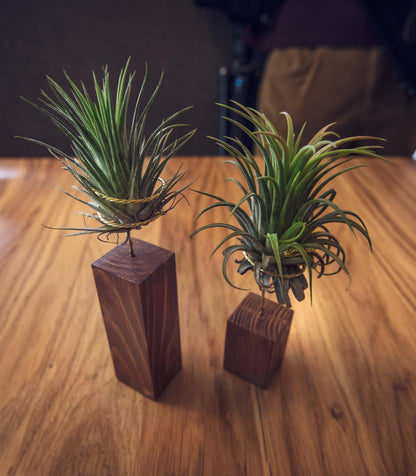 Pack: Dos Plantas De Aire Tillandsia Rubra Con Listón De Madera 5 Y 10cm_1