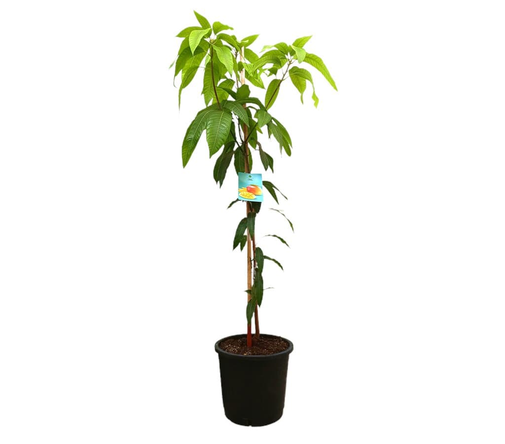 Mango Indica M40 180-200cm_0