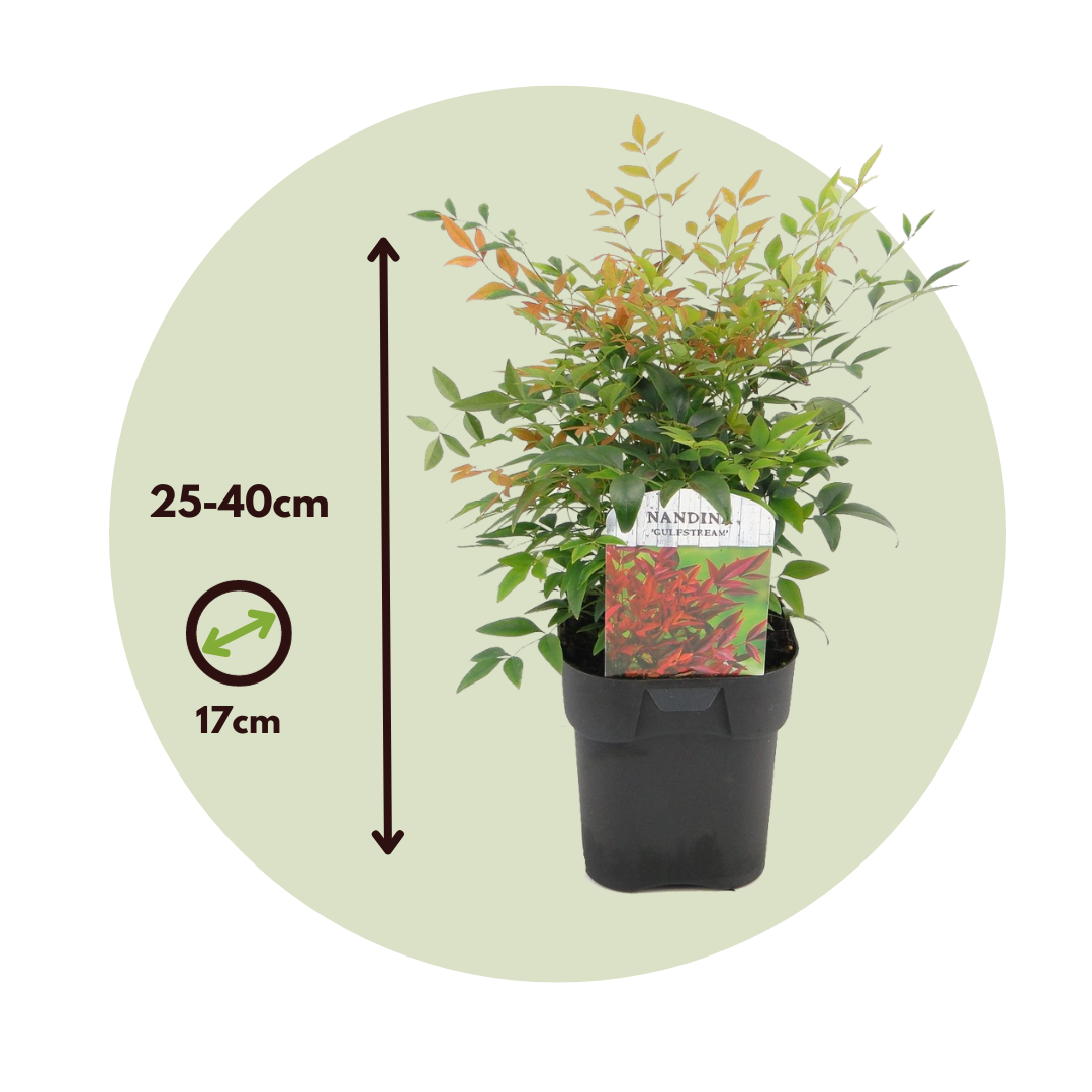 Bambú Sagrado - 2 Pzs - Nandina Domestica 'gulfstream' - Altura 25-40cm - ⌀17cm_2