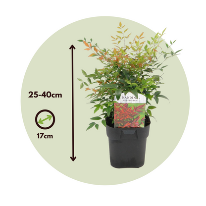 Bambú Sagrado - 2 Pzs - Nandina Domestica 'gulfstream' - Altura 25-40cm - ⌀17cm_2