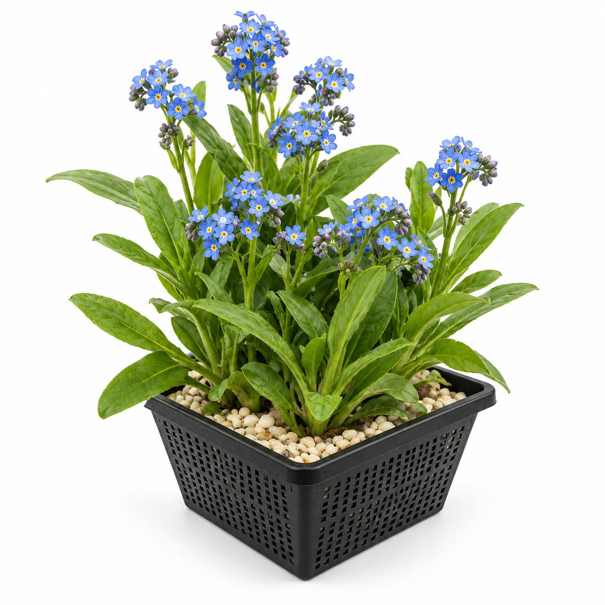 Nomeolvides De Agua - Myosotis Palustris_0