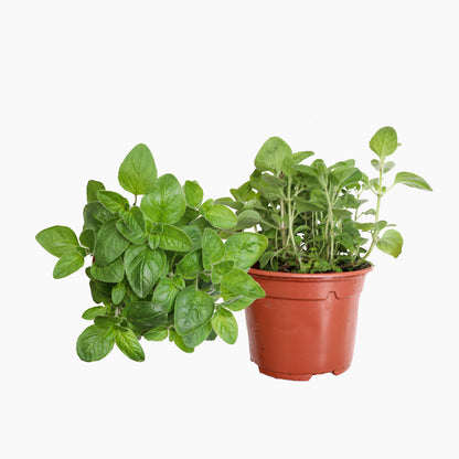 Maceta Orégano 10,5 Cm - Plantabo_0