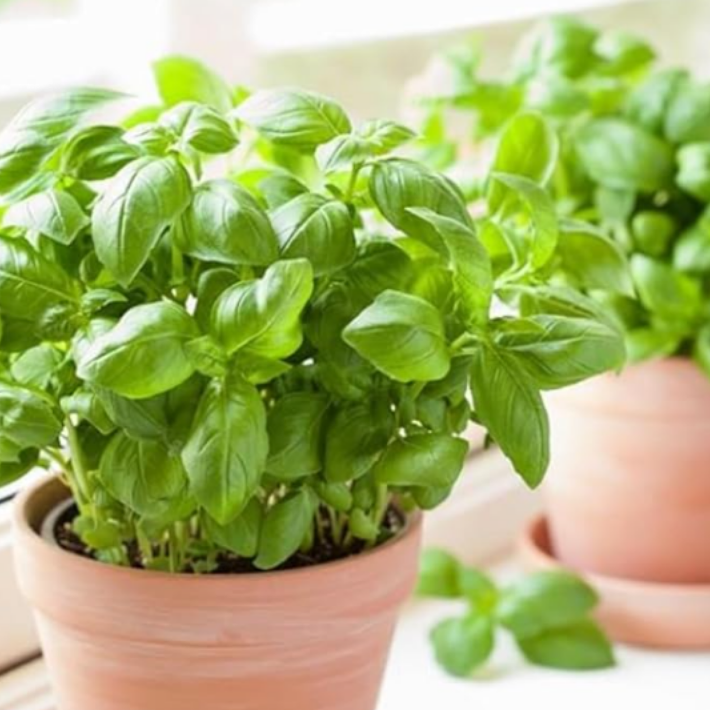 Pack 4 -planta Albahaca - Maceta 10 Cm -hierba Aromática_1