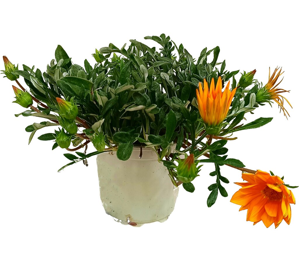 Gazania M13_0