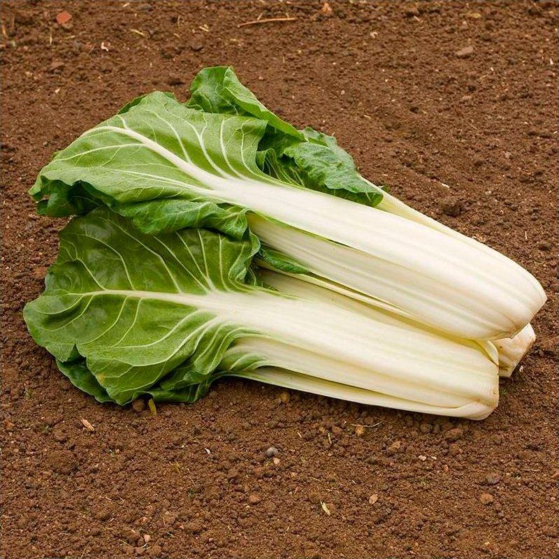 Semillas Acelga Blanca Glatter Silber 3 Ecológicas