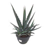 Agave Lophanta T20 40cm