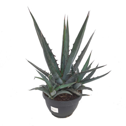 Agave Lophanta T20 40cm