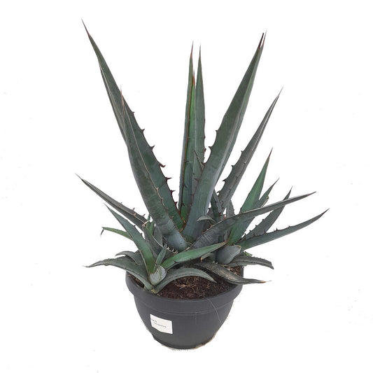 Agave Lophanta T20 40cm