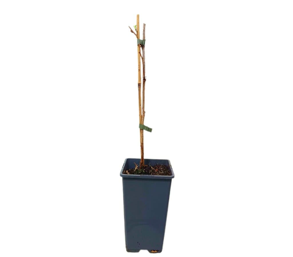 Frambuesa Fallgold M15_1