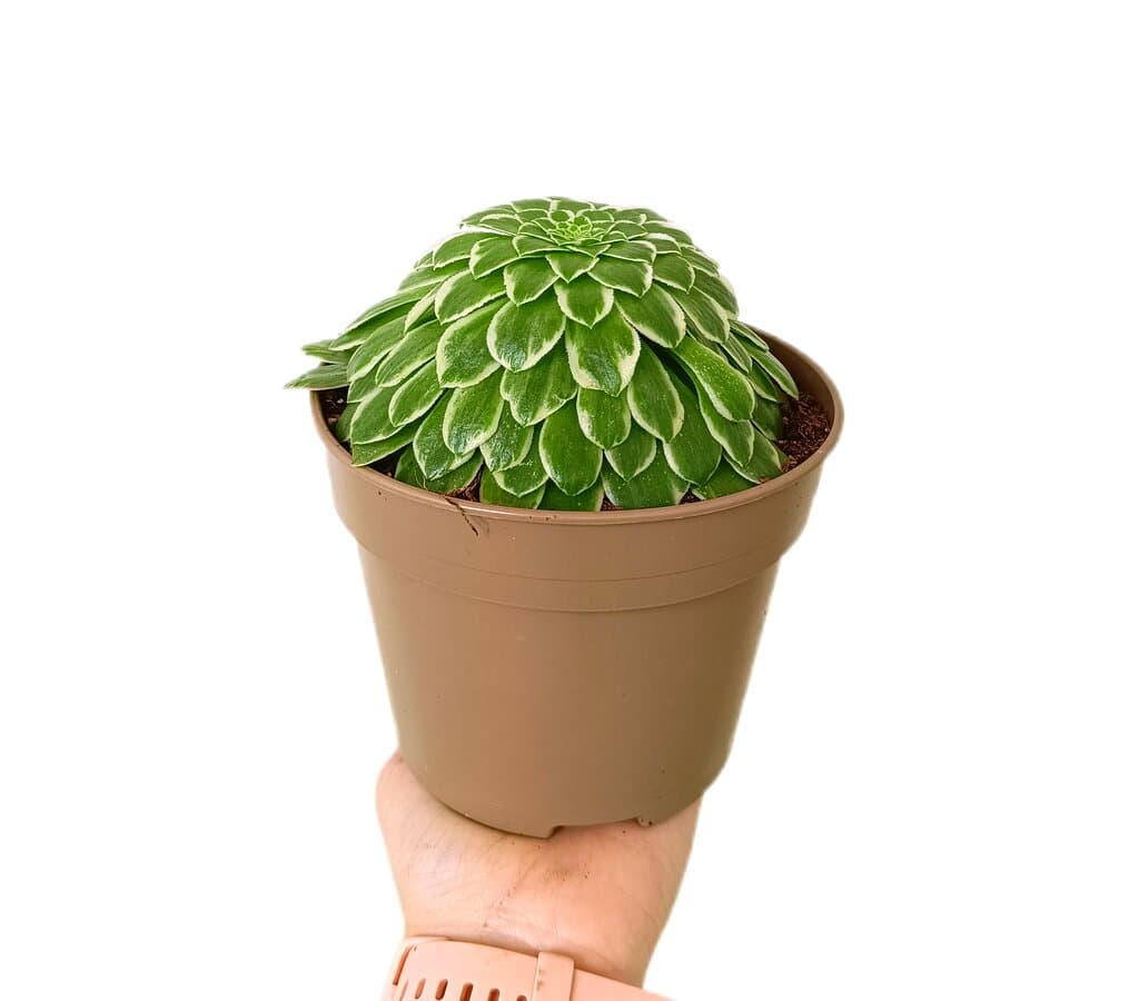 Aeonium Tabuliforme M14_0