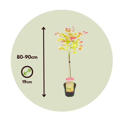 Arce Japonés - Acer Palmatum 'moonrise' - Altura 80-90cm - ⌀19cm_2
