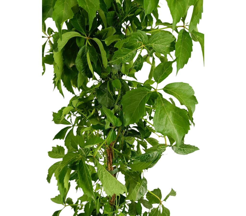 Parthenocissus Veitchii M21 160-180cm_1