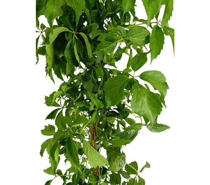 Parthenocissus Veitchii M21 160-180cm_1