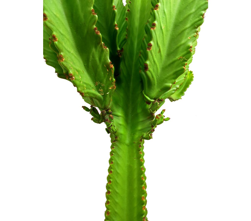 Euphorbia Ingens M37 100-120cm_1