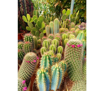 Cactus Variados M17 (unidad)_2