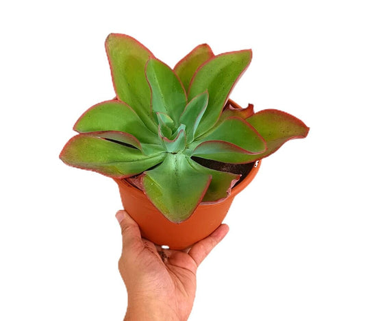 Echeveria Subrigida M17_0
