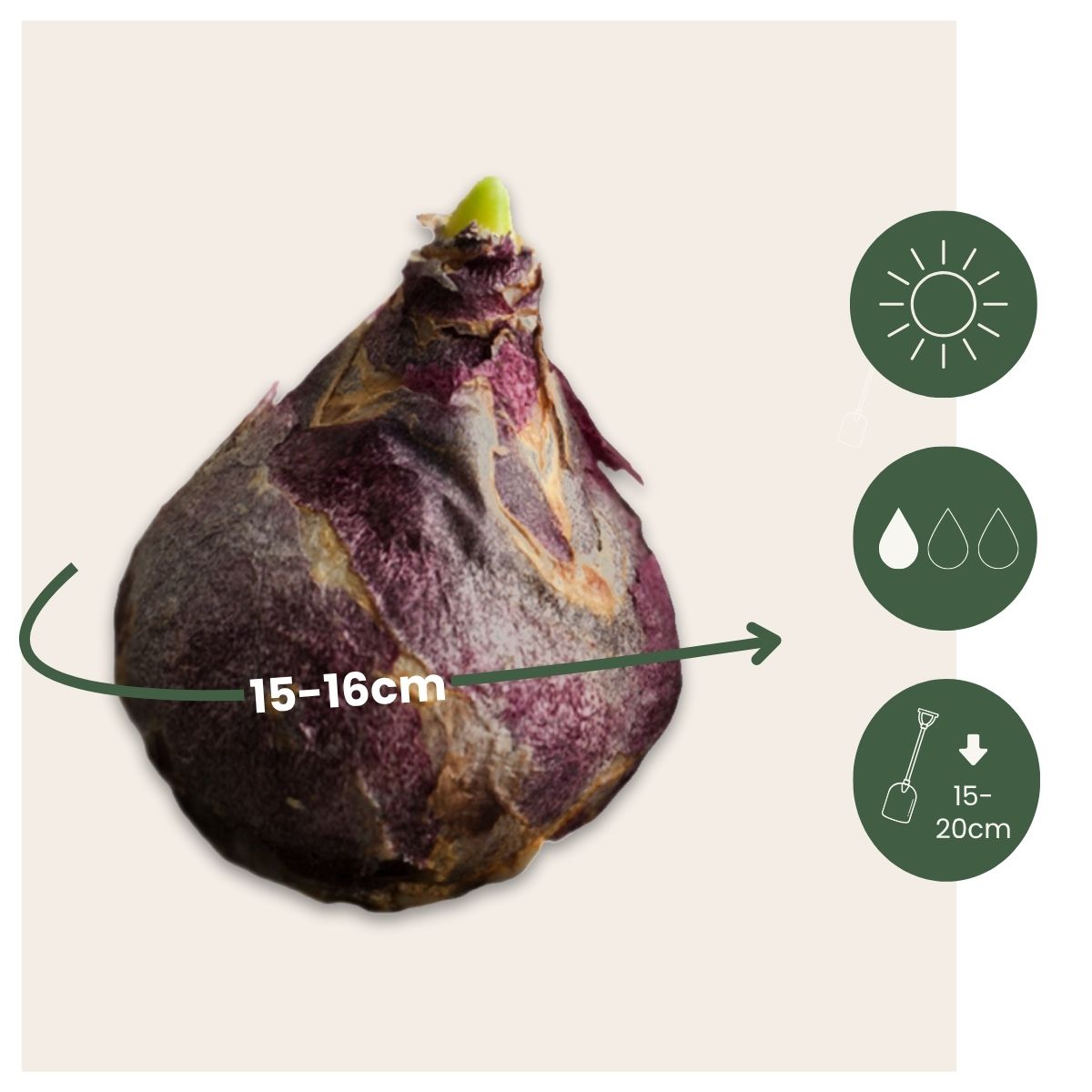 Bulbos De Jacinto - Set De 10 - Hyacinthus 'purple Voice' - Bulbos Florales