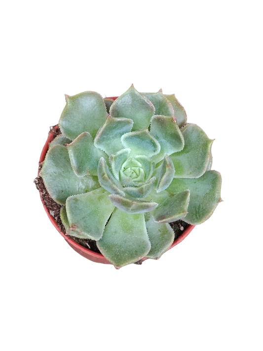 Echeveria Brown Rose Ø5 Planta Suculenta De Sol_0