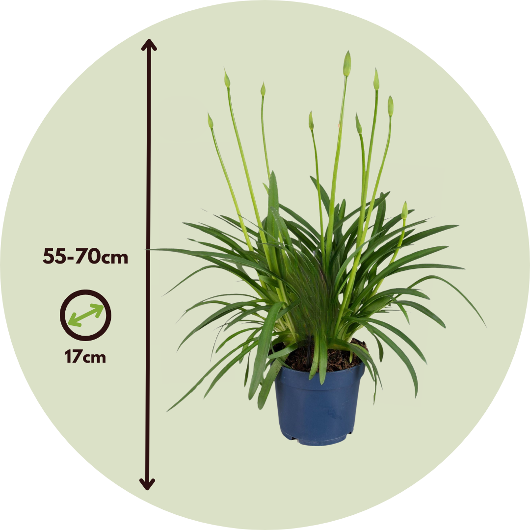 Lirio Africano - Agapanthus 'superb Blue' - Altura 55-70cm - ⌀17cm_2