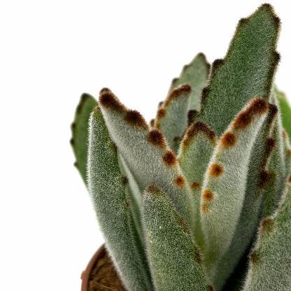 Kalanchoe Tomentosa Cactus Y Suculentas