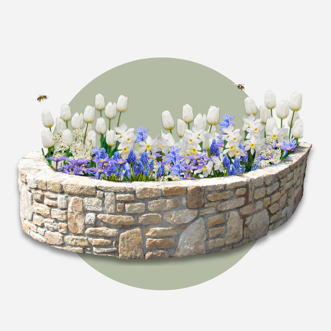 Jardín De Bulbos Nj Azul - 250 Pzs - Bulbos De Flores - Azul