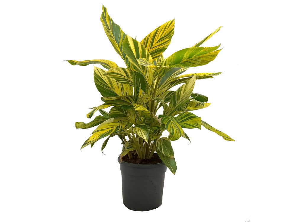 Alpinia Zerumbet Variegata M30 90cm (jengibre Variegado)_0