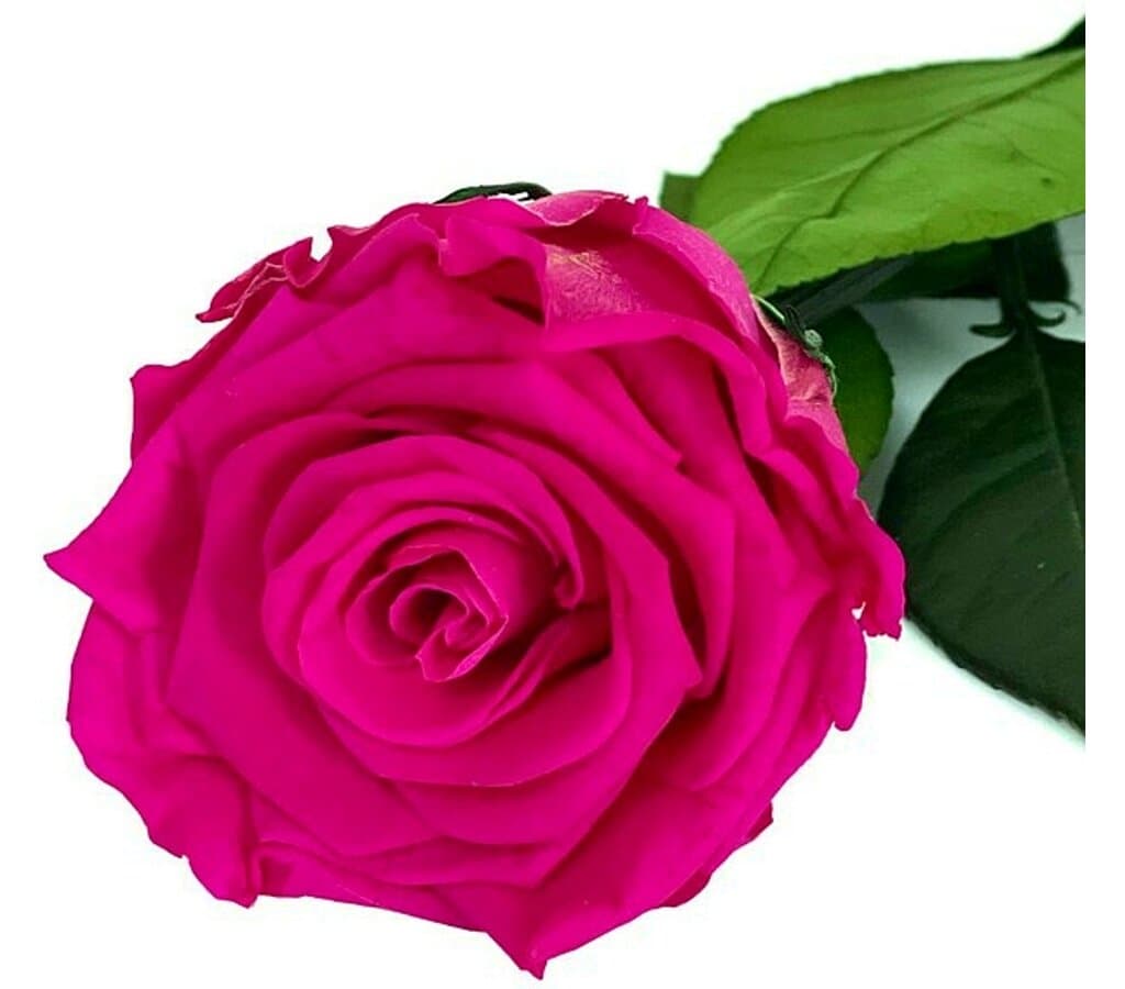 Mundo Eterno Rosa Preservada Fucsia 25cm_0