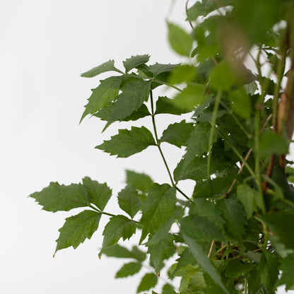 Trompeta Dorada - 2 Pzs - Campsis 'mme Galen' - Altura 110-120cm - ⌀17cm