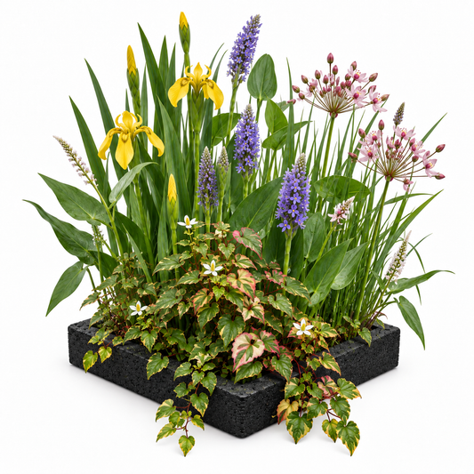 Isla De Plantas Estanque - 4 Variedades De Plantas - 25x25 Cm_0