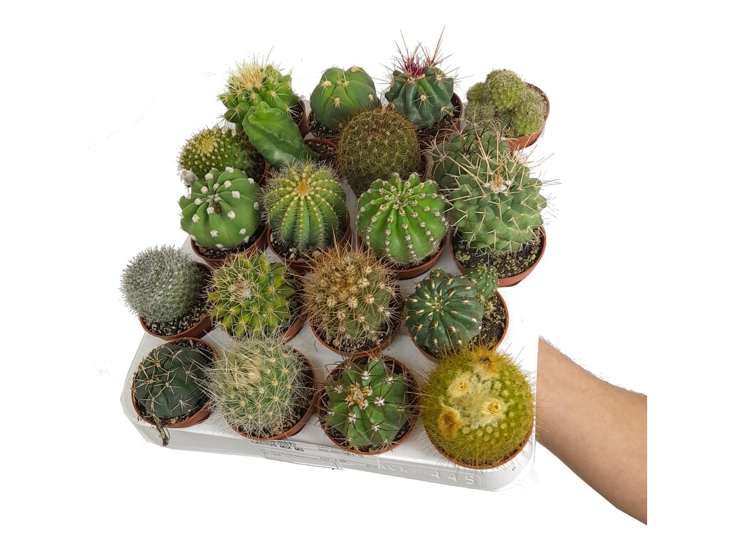 Cactus Mix M5 (unidad)_0