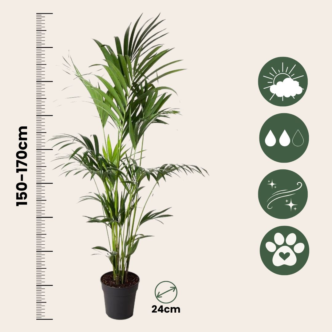 Palma Kentia - Howea Forsteriana - Altura 150-170cm - ⌀24cm_2