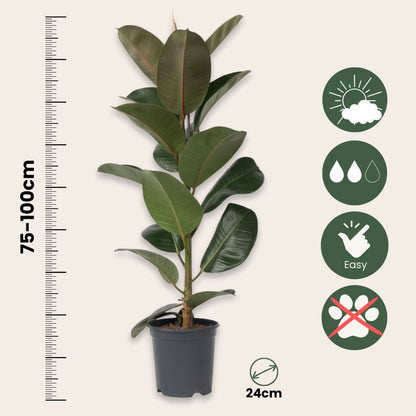 Higuera Cauchera - Ficus Elastica 'robusta' - Altura 75-100cm - ⌀24cm_2