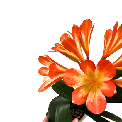 Clivias Belleza Tropical Para Tu Hogar M13_1