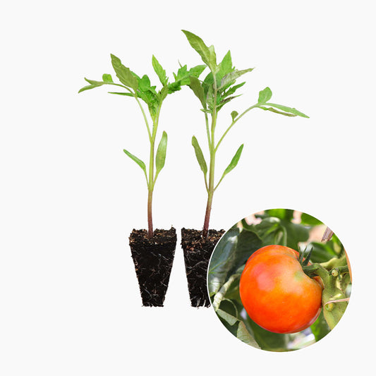 Plantón Tomate Híbrido 2 Unidades - PlantaBo_0