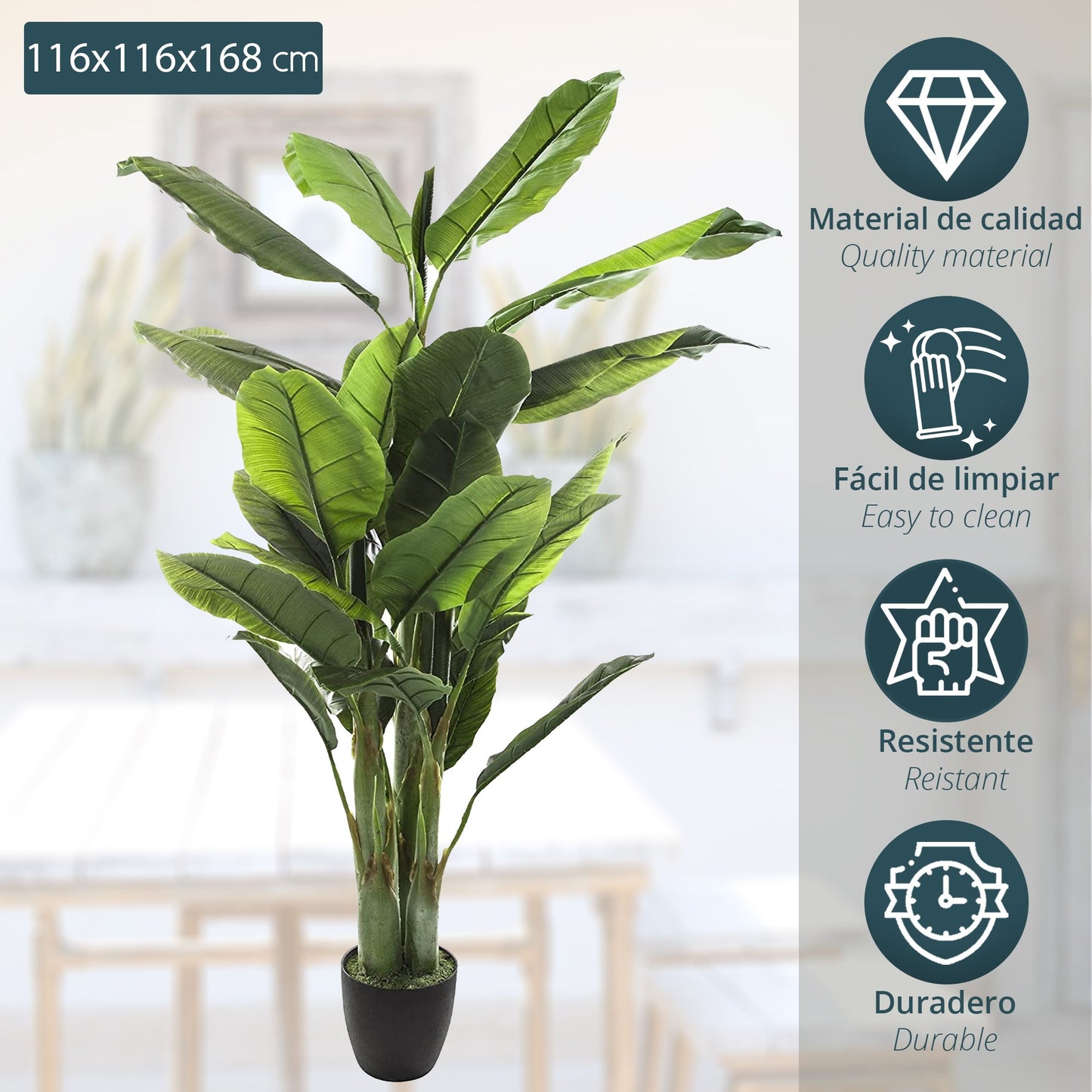 Planta De Plátano Altura 170