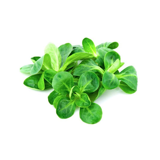 Plantón de Canónigos 6 uds. Gama Tradicional