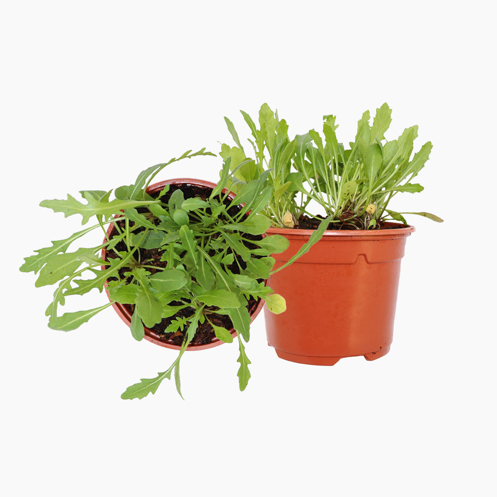 Maceta Rúcula 10,5 Cm - Plantabo_0