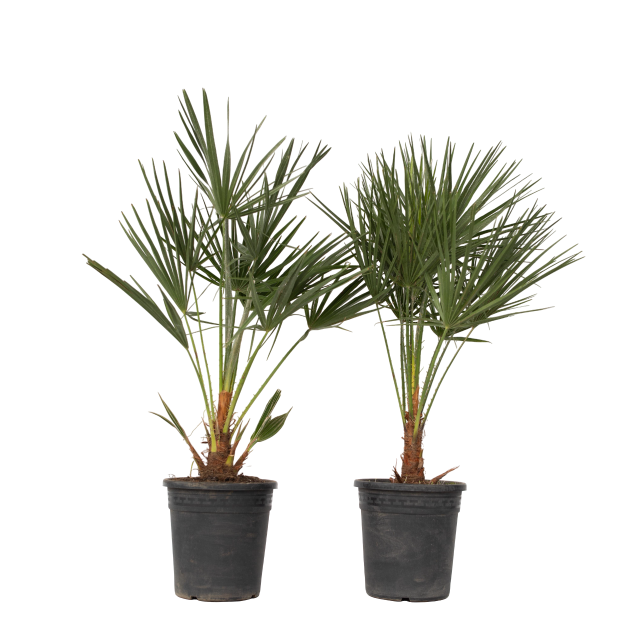 Palmito - 2 Pzs - Chamaerops Humilis - Altura 70-80cm - ⌀21cm